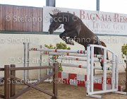 Appio Claudio TosTour2013- S5 2994 : Appio Claudio, Arezzo, Arezzo Equestrian Centre, Cavalli d'Italia, Toscana Tour 2013, foto di Stefano Secchi ©
